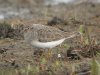 Temminck's Stint at Vange Marsh (RSPB) (Steve Arlow) (87900 bytes)